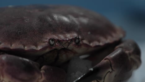 face and claws of the crab moves suddenly on ice