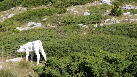 cows in the mountains grazing