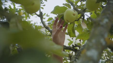 picking apples out of tree