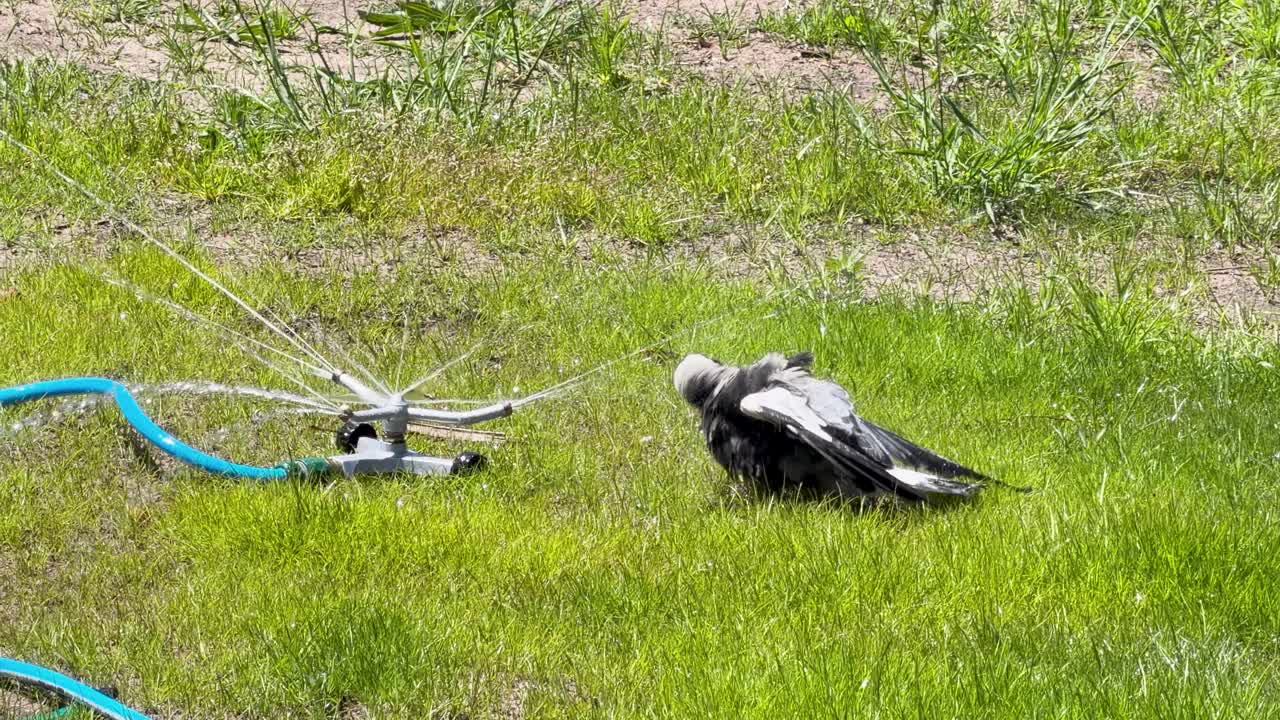 Adult Australian magpie enthusiastically bathes and flaps wings in rotating garden sprinkler on lawn