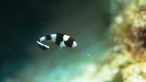 hermosos peces juveniles blancos y negros bailando en la corriente del océano