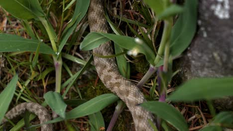 Close-up-of-a-snake-body-crawling-away-in-Valley-Verzasca,-Lavertezzo