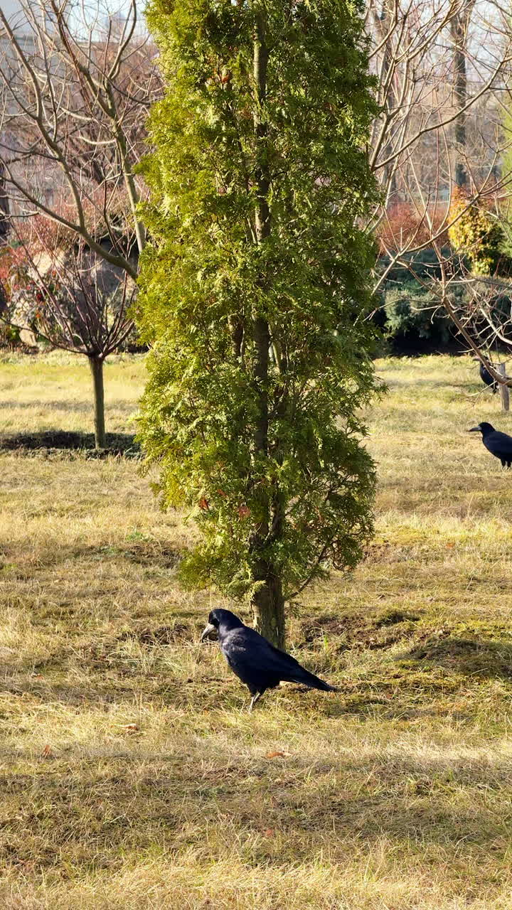 Shiny black crows walk slowly by the dry grass. Wild birds look for the food in the park. Vertical video.