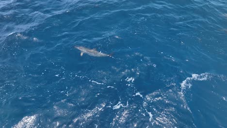 imágenes raras de drones: grupo de delfines salvajes jugando con una hoja en el océano abierto