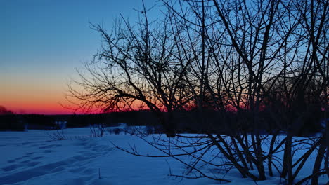 escena invernal de árboles sin hojas en fuertes nevadas al amanecer