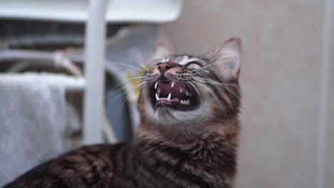 A-close-up-shot-of-a-Maine-Coon-black-and-brown-tiger-colors-fluffy-cat-with-green-eyes-and-big-teeth,-growling-and-hunting-after-a-fly,-home-pet,-slow-motion-4K-video