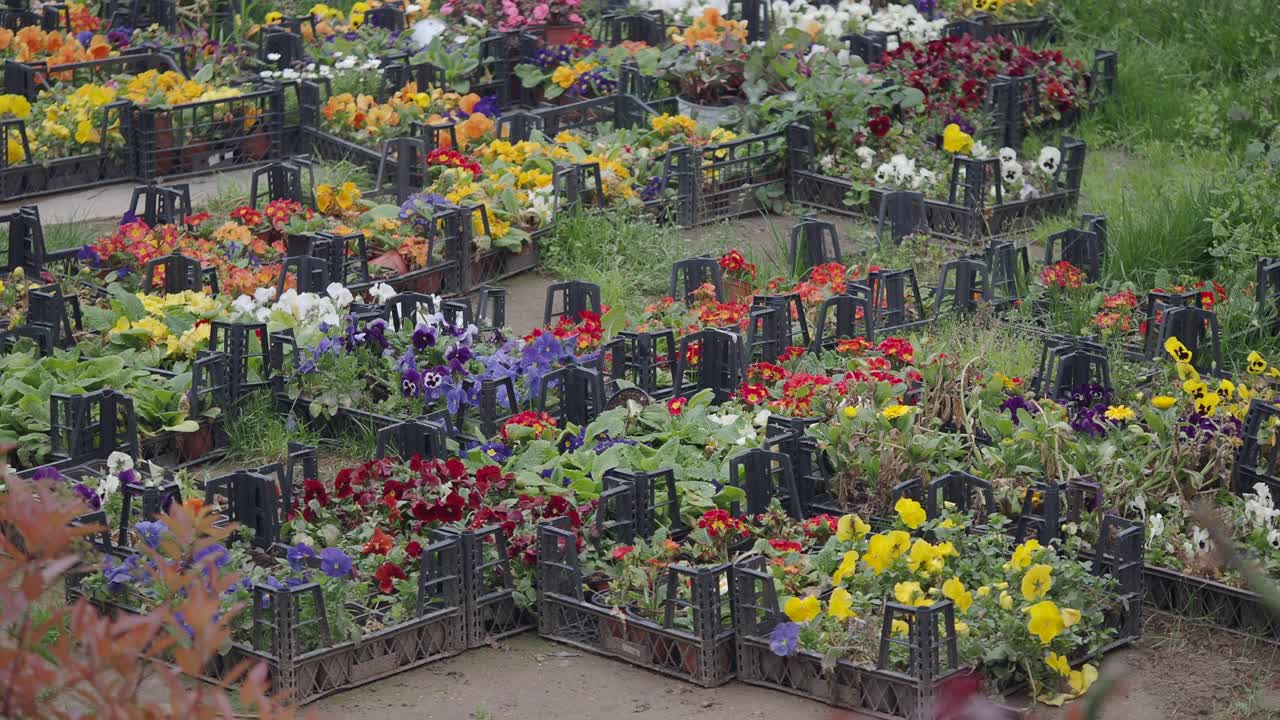 Colorful Flower Display in Planters