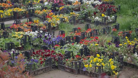 colorful flower display in planters
