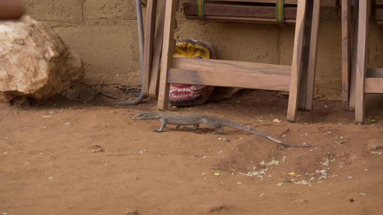 Un cucciolo di varano attraversa il cortile di un campeggio in Sri Lanka
