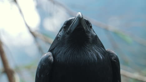 retrato de un gran cuervo común negro. cabeza de pájaro salvaje en el bosque