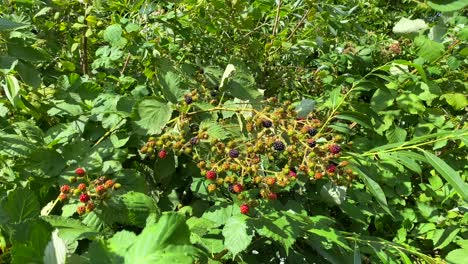 Enorme-Arbusto-De-Mora-Silvestre-En-Devizes,-Inglaterra,-Deliciosa-Baya-Dulce-Que-Crece-Silvestre-En-Un-Bosque,-Toma-De-4k