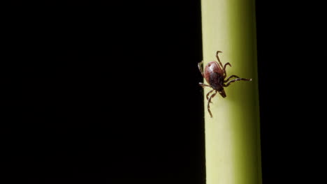 closeup view of tick walking down green stem of a plant, copy space left