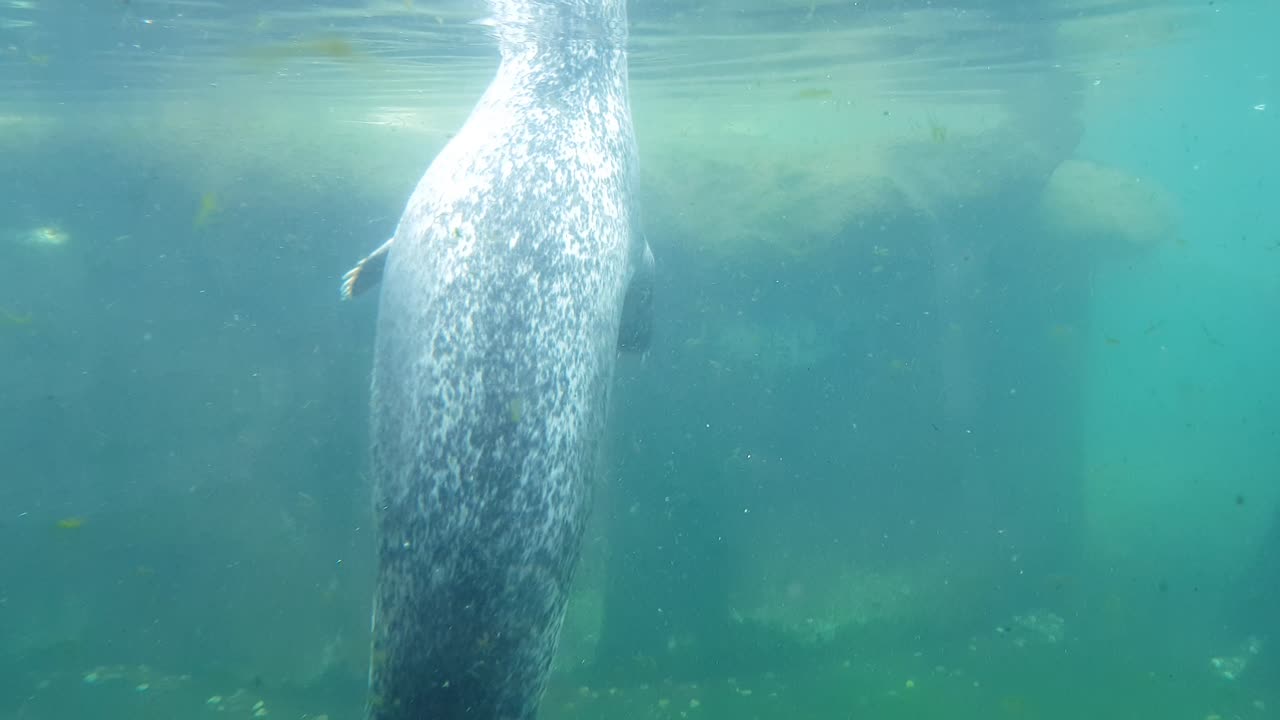 Seals swimming in dirty water
