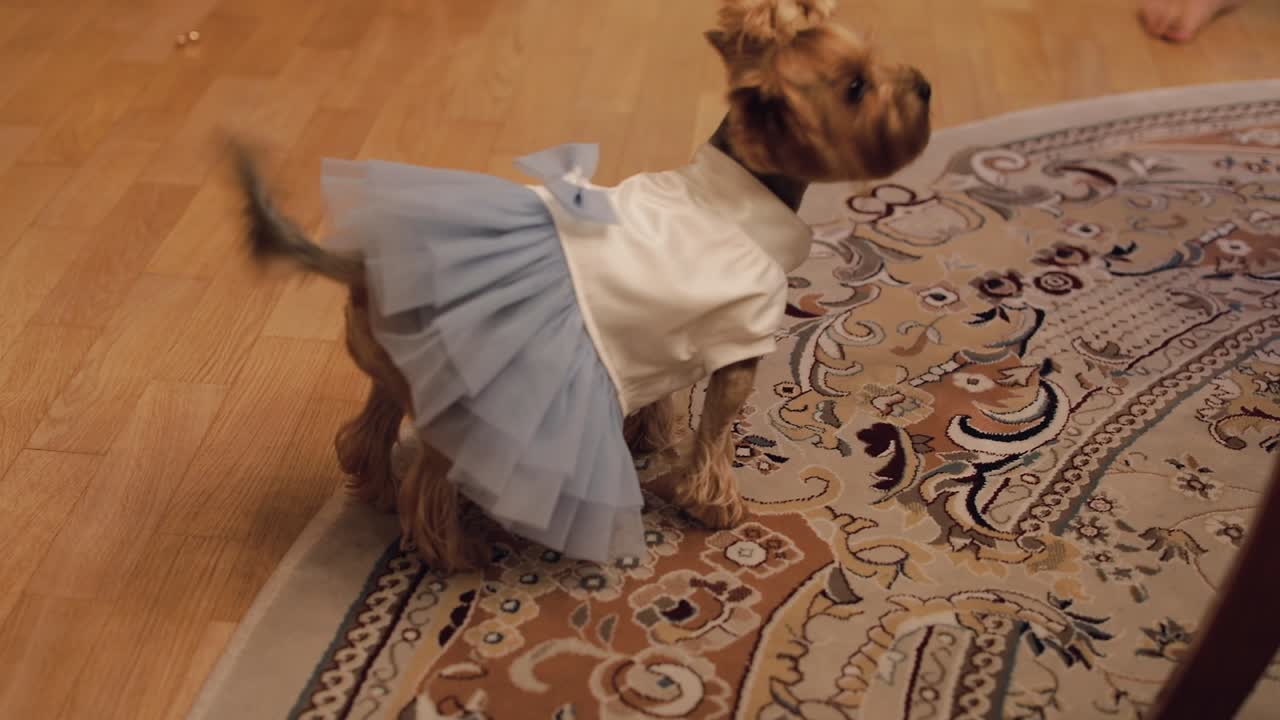 собачий терьер в смешном платье