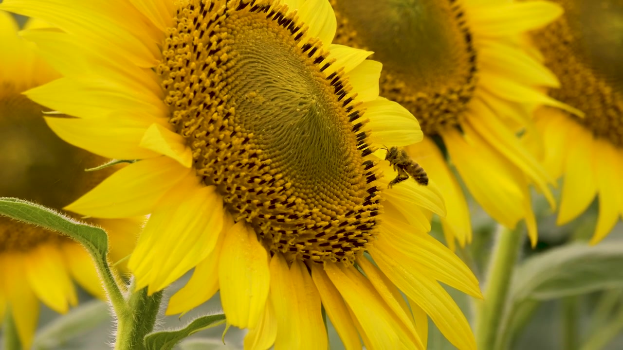 Girassóis Amarelos Vibrantes em Plena Floração em um Dia Ensolarado de Verão