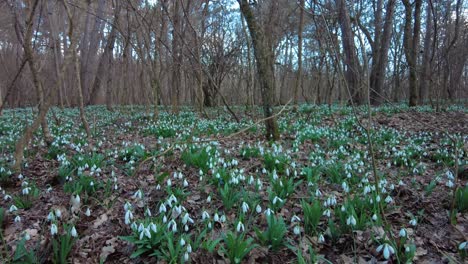 Schneeglöckchen-Bedecken-Den-Waldboden-In-Einer-Faszinierenden-Darstellung-Der-Schönheit-Der-Natur