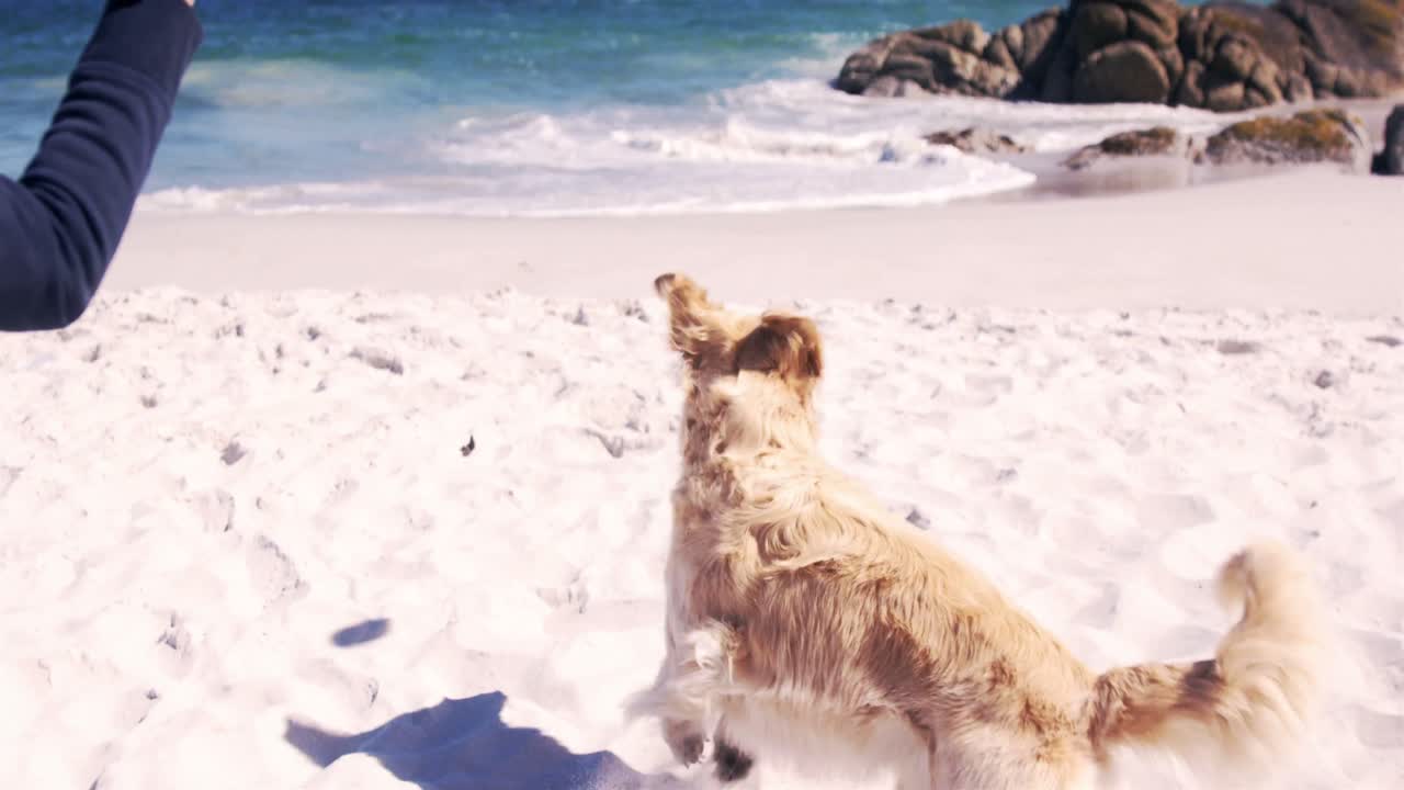 은퇴 한 노인 이 개 와 놀고 있다