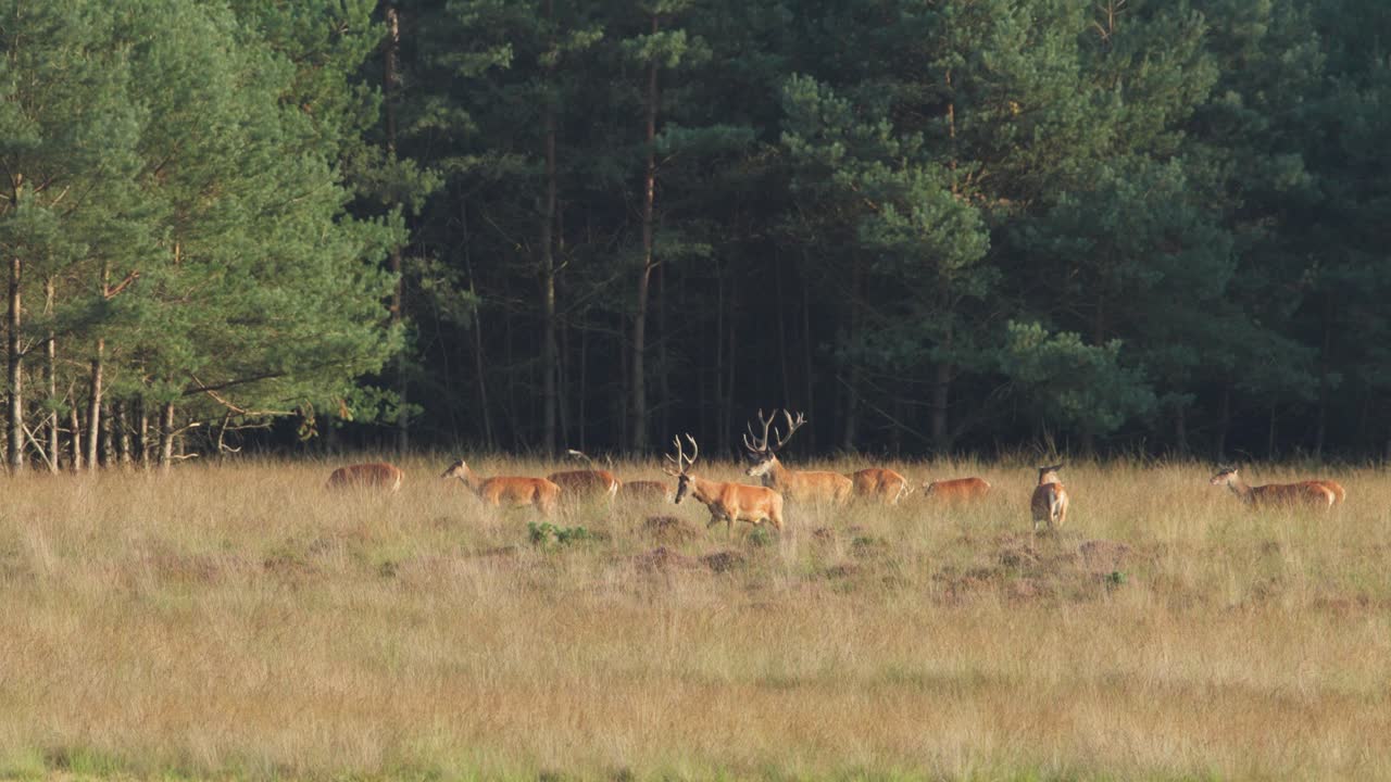 Herd of red deer walk and graze in grassy meadow on forest edge, Hoge Veluwe