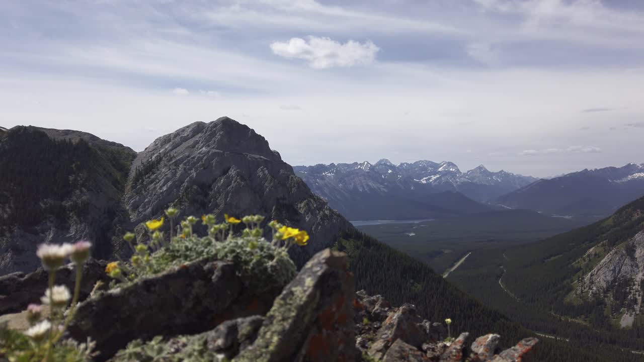 flores en las montañas cerca de rack focus rockies kananaskis alberta canadá