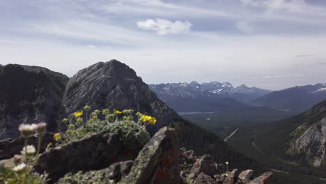 Blumen-In-Den-Bergen-Nahaufnahme-Rack-Fokus-Rockies-Kananaskis-Alberta-Kanada