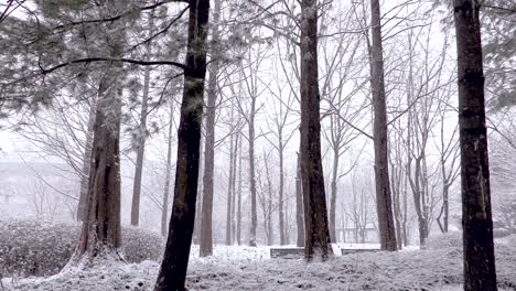 Nieve-Cayendo-En-Una-Zona-Boscosa