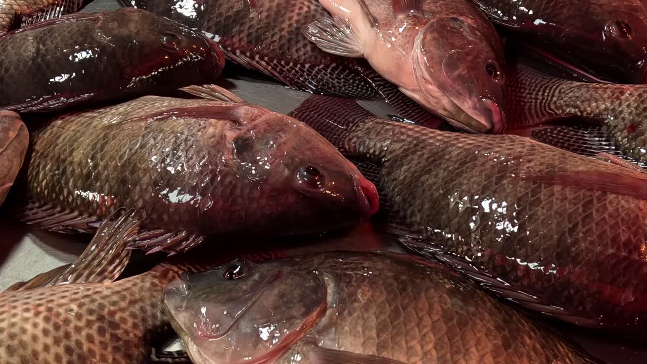 Detailed view of fresh fish with shiny scales and fins, arranged closely together.