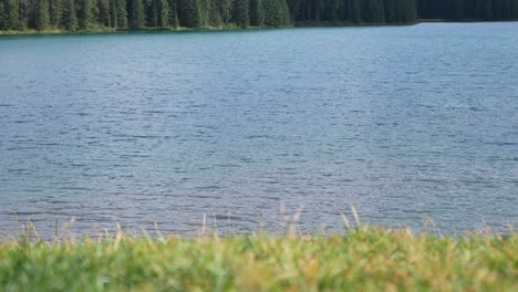 Paisaje-Hermosa-Vista-Natural-De-Una-Gaviota-Mientras-Está-En-La-Orilla-Del-Lago-En-El-Lago-Tow-Jack-En-El-Parque-Nacional-De-Banff,-Canadá-En-Verano-Sol-Durante-El-Día