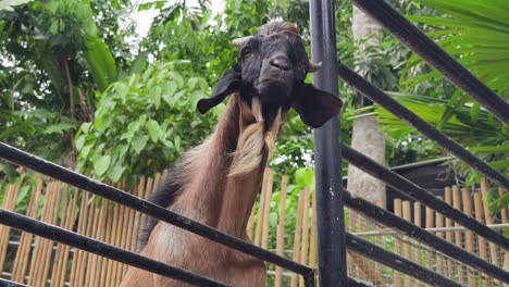 goat behind metal fence