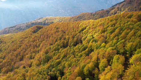 Unspoiled-wild-forest-with-colorful-trees-on-the-mountain-slope-in-Autumn