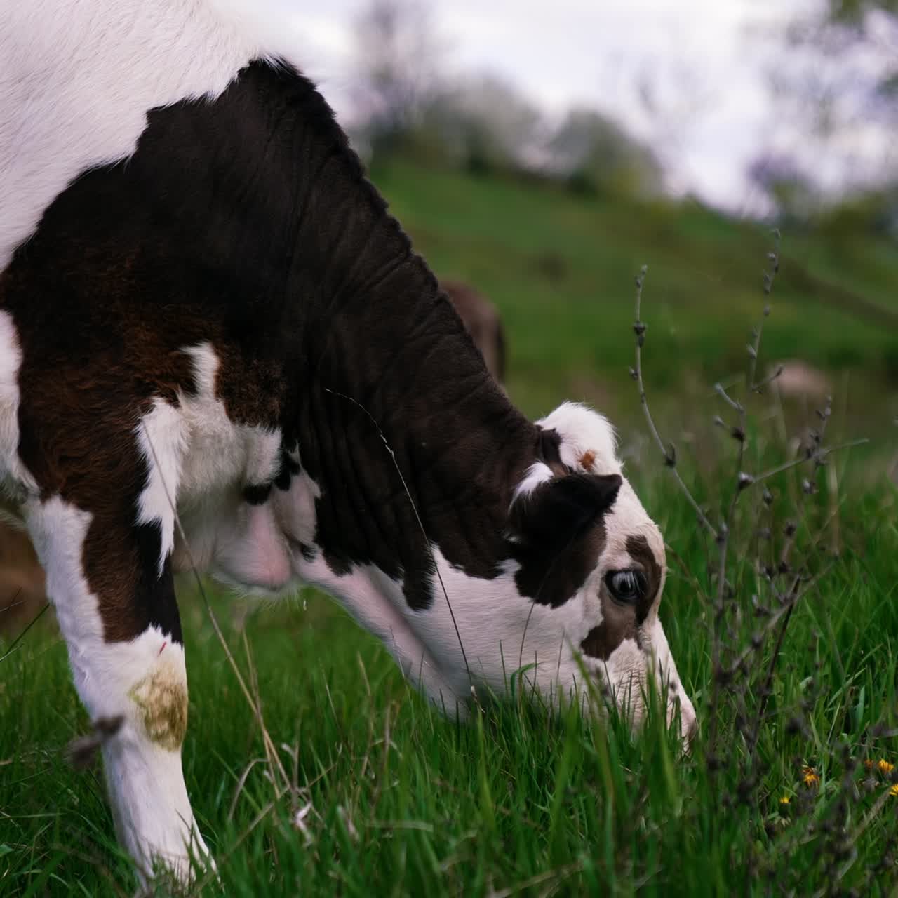 White and black cow eating green grass. Young cow grazing on a pasture in the countryside. Calf on field. Close-up