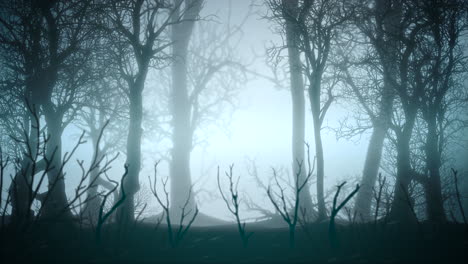 mystical halloween background with dark forest and fog 7