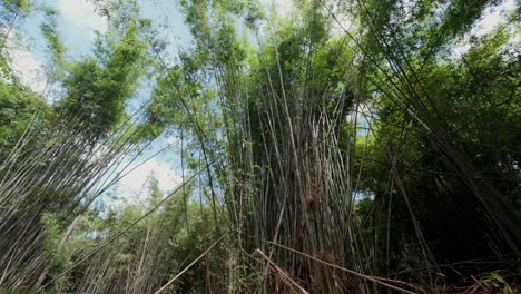 wide-angle tilt up shot of bamboo plants with dense foliage and sky