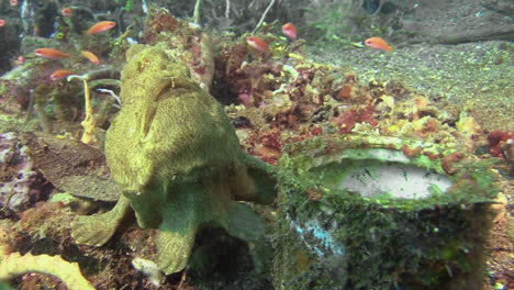 giant frogfish lurking motionless next to a tin can overgrown with algae