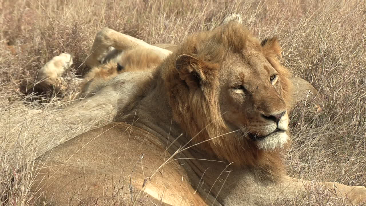 Ospalý lev podřimující pod zlatým africkým sluncem za větrného odpoledne.