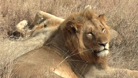 Un-León-Macho-Somnoliento-Durmiendo-Bajo-El-Dorado-Sol-Africano-En-Una-Tarde-Ventosa