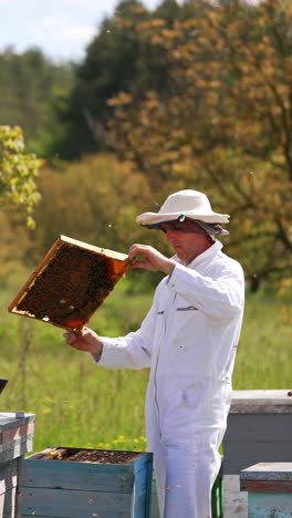 apiarist examining bees on green nature background. beekeeper in white protective suit holding honey frame with bees on the apiary. apiculture process.. vertical video