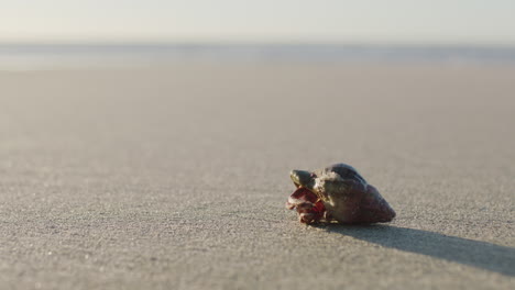 Cerca-De-Cangrejo-Ermitaño-En-Una-Hermosa-Playa-De-Arena-Crustáceos-Artrópodos-Arrastrándose-Usando-Conchas-Para-Protegerse-En-El-Fondo-Del-Océano