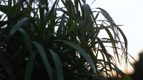 bucle sin fisuras de delicioso helecho verde que sopla suavemente en el viento