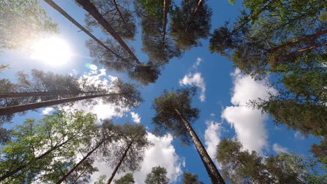 Lapso-De-Tiempo-De-árboles-Altos-En-Un-Bosque-De-Coníferas