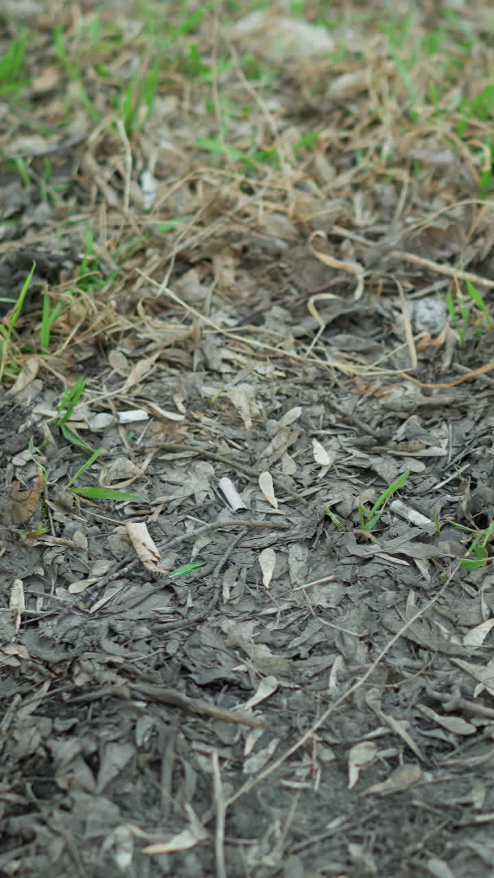 Camera moving away from a shallow trench filled with rainwater on a muddy, leaf-covered ground, with wet soil, decaying leaves, and small patches of green grass