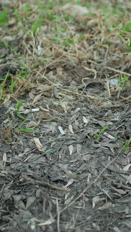 camera moving away from a shallow trench filled with rainwater on a muddy, leaf-covered ground, with wet soil, decaying leaves, and small patches of green grass
