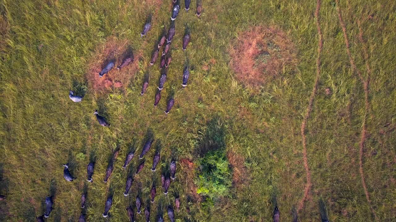 Top-down drone shot of African buffalos (Syncerus caffer) grazing alongside cattle egrets (Bubulcus ibis) in the grasslands of Murchison Falls National Park, Uganda, during dry season light