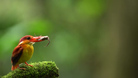 a rufous-backed kingfisher or ceyx rufidorsa bird is eating fresh crab on a mossy branch