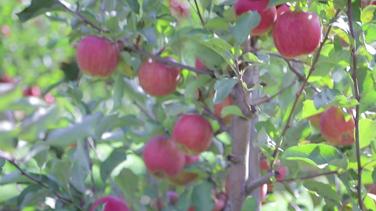 red fruits are hanging down on the branches of an apple tree in the garden in the summer. Apple orchard