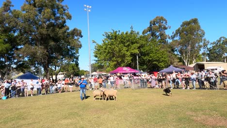 sheepdog herding sheep at a crowded outdoor event