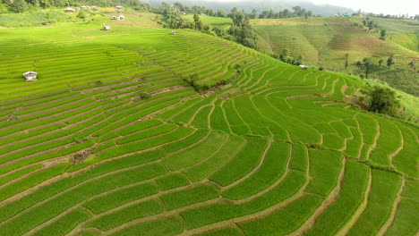 terraza de campo de arroz en tierras de agricultura de montaña.