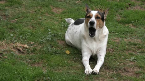 A-brown-and-white-farm-dog-yawns-while-lying-on-the-grass