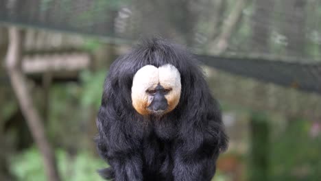 A-White-faced-Saki,-Pithecia-pithecia-monky,-Portrait-close-up-slowmo,-Apehnheul,-Apeldoorn,-Netherlands