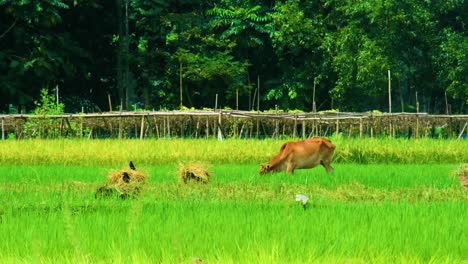 Arrozales-Verdes-Con-Un-Pájaro-Drongo-Negro-Sobre-El-Lomo-De-Una-Vaca-En-Bangladesh