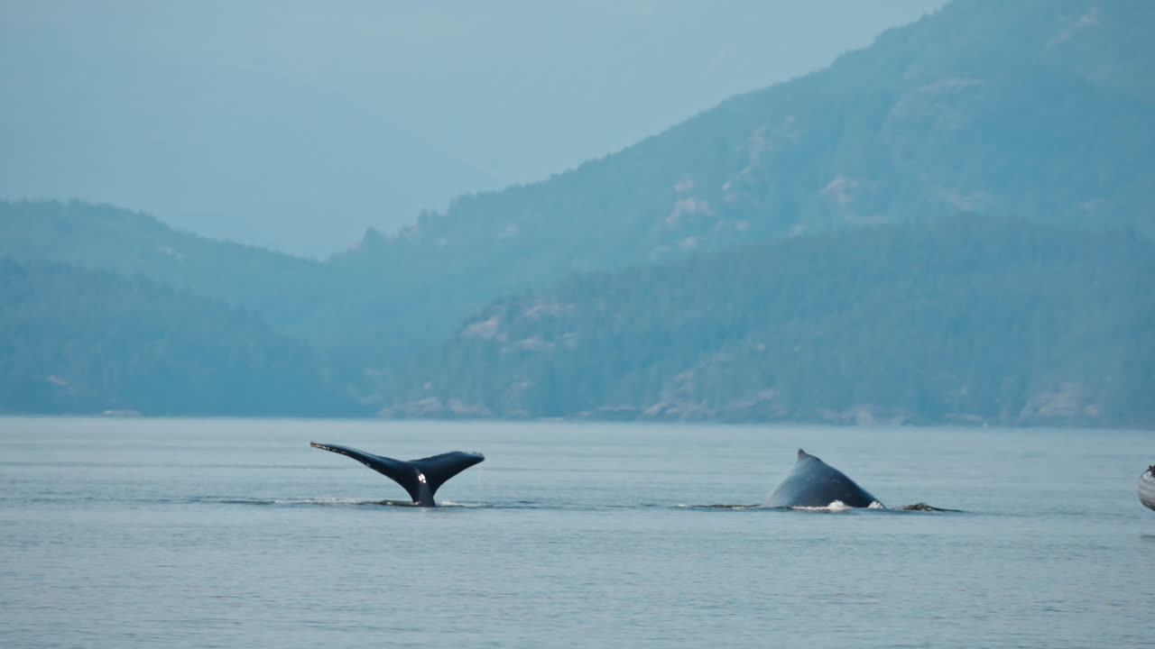 Pukkelhvaler dukker op nær en kystlinje ved Vancouver Island, British Columbia, Canada. Slowmotion-optagelse
